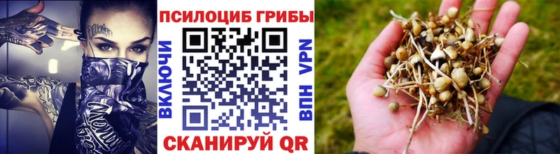 даркнет сайт  мориарти телеграм  Галлюциногенные грибы Psilocybine cubensis  Устюжна 